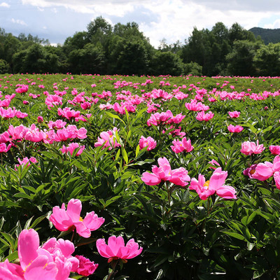 野外露營(yíng)體驗(yàn)感不錯(cuò)的省錢(qián)又好玩_黑龍江九峰山養(yǎng)心谷游覽景區(qū)管理